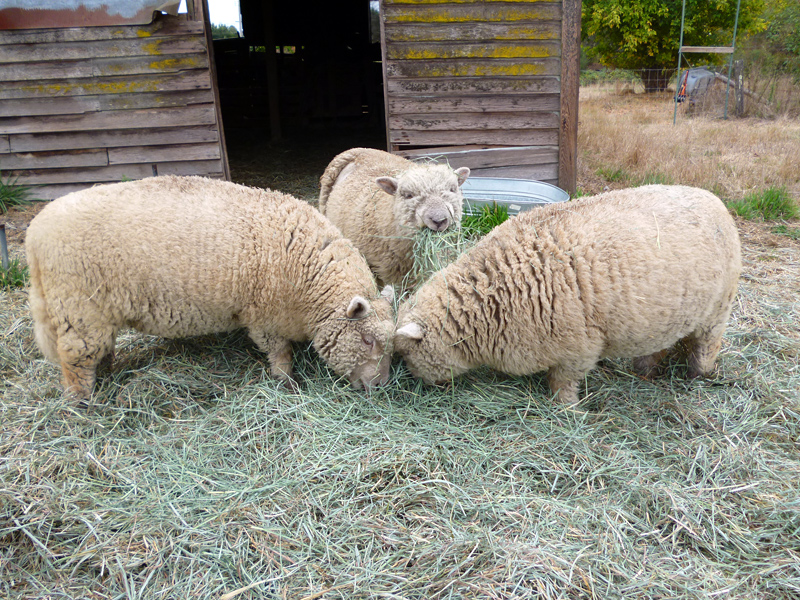 Babydoll sheep Pomona, Hera, and Seamus eating hay. Photo: Stephanie Rosenbaum