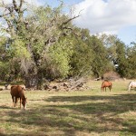 Horses at California Olive Ranch