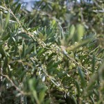 Olives Ripe for the Picking