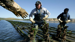 Drakes Bay Oyster Co. workers harvest strings of oysters on Schooner Bay June 7, 2007 in Point Reyes Station. Photo: Justin Sullivan/Getty Images 