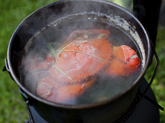 Boiling is the easiest way to dispatch a crustacean, but there are some signs that the creatures can feel pain. Photo: iStockphoto.com