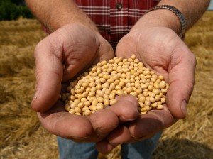 A farmer holds Monsanto's Roundup Ready soybean seeds at his family farm in Bunceton, Mo. Dan Gill/AP