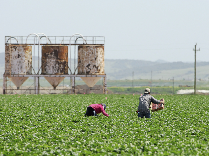 Farmworkers like these in California picking produce may soon be required by the FDA to take more precautions against spreading foodborne illness. Photo: Heather Craig/iStockphoto.com