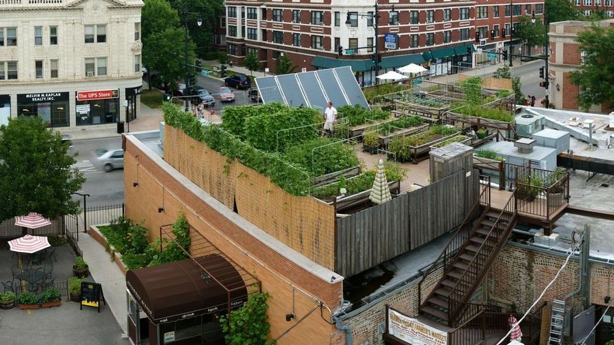 Uncommon Ground, a certified green restaurant in Chicago, hosts an organic farm on its rooftop. Zoran Orlic of Zero Studio Photography/Uncommon Ground