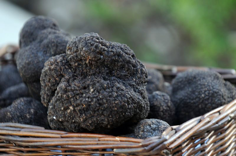 Truffles: Napa and Sonoma Counties may be a hot spot for black truffle cultivation. Photo: Janna Waldinger/Art & Clarity
