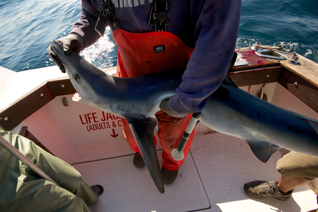Capt. Art Gaeten holds a blue shark caught off the coast of Nova Scotia during a research outing. Studies show that 35 percent of sharks caught by swordfish boats die either on the hook or within days of release. Photo: Dean Casavechia for NPR