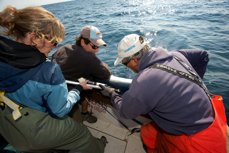 Shark charter operator Art Gaeten (right) and recreational shark fisherman Shawn Knowles struggle to hold a blue shark in position while shark biologist Anna Dorey attaches a satellite tag to its back. Researchers say about five blue sharks are caught for every one swordfish. Scientists are trying to determine what happens to the sharks after they are released. Photo: Dean Casavechia for NPR