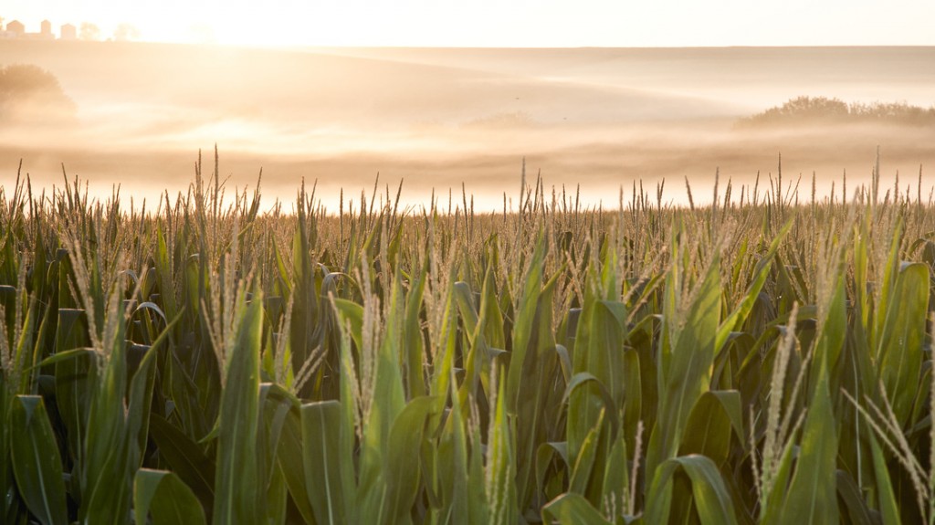 A corn field is shrouded in mist at sunrise in rural Springfield, Neb. Photo: Nati Harnik/AP