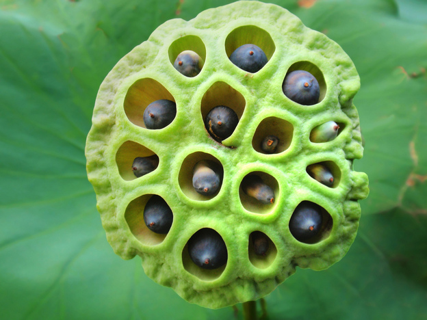 Beautiful or creepy? A recent survey found that an image of a lotus seed head makes about 15 percent of people uncomfortable or even repulsed. Photo: tanakawho/Flickr.com