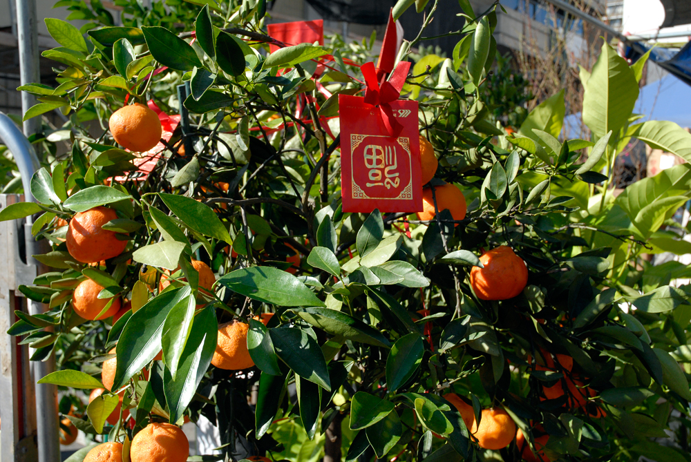 Tangerine tree at Oakland Chinatown Bazaar. Photo: Wendy Goodfriend
