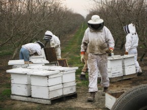 Hired beekeepers work to pollinate an almond orchard near Snelling, Calif. Wild bees play a critical role in helping honeybees pollinate crops, but they often can't survive on modern monoculture farms. Photo: Dan Charles/NPR