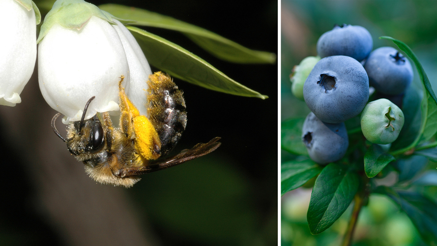 Wild bees, such as this Andrena bee visiting highbush blueberry flowers, play a key role in boosting crop yields. Left photo by Rufus Isaac/Right photo by Daniel M.N. Turner