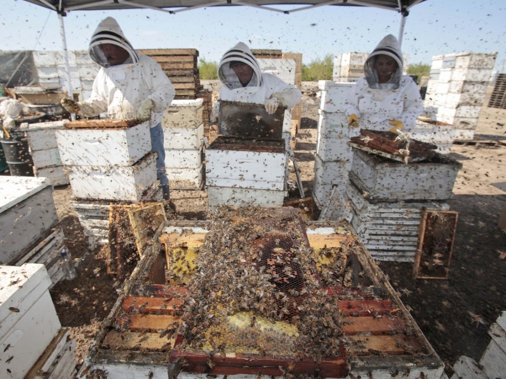 Workers clear honey from dead beehives at a bee farm east of Merced, Calif. Photo: Marcio Jose Sanchez/AP