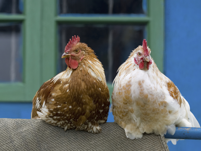 Backyard chickens can be a great hobby. They can also spread disease. Photo: iStockphoto.com