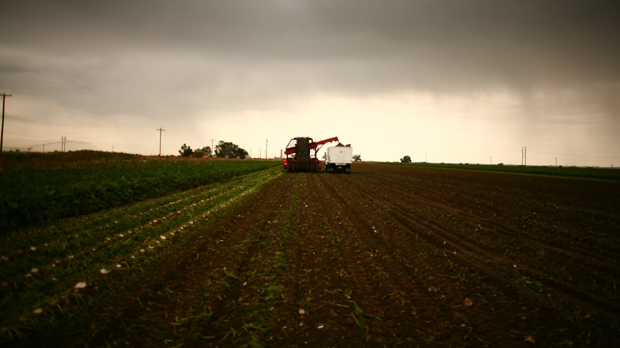 Farmers harvest a sugar beet crop in Gilcrest, Colo. Photo: Matthew Staver/Landov