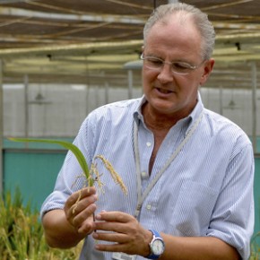 Dr. Gerard Barry, IRRI's golden rice project leader, inspects golden rice in the screen house. Photo: Bill Sta. Clara/International Rice Research Institute