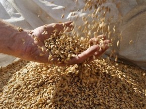 Valley Malt, in Hadley, Mass., works with 25 farmers growing six different types of grain in the Northeast. Photo: Courtesy of Valley Malt