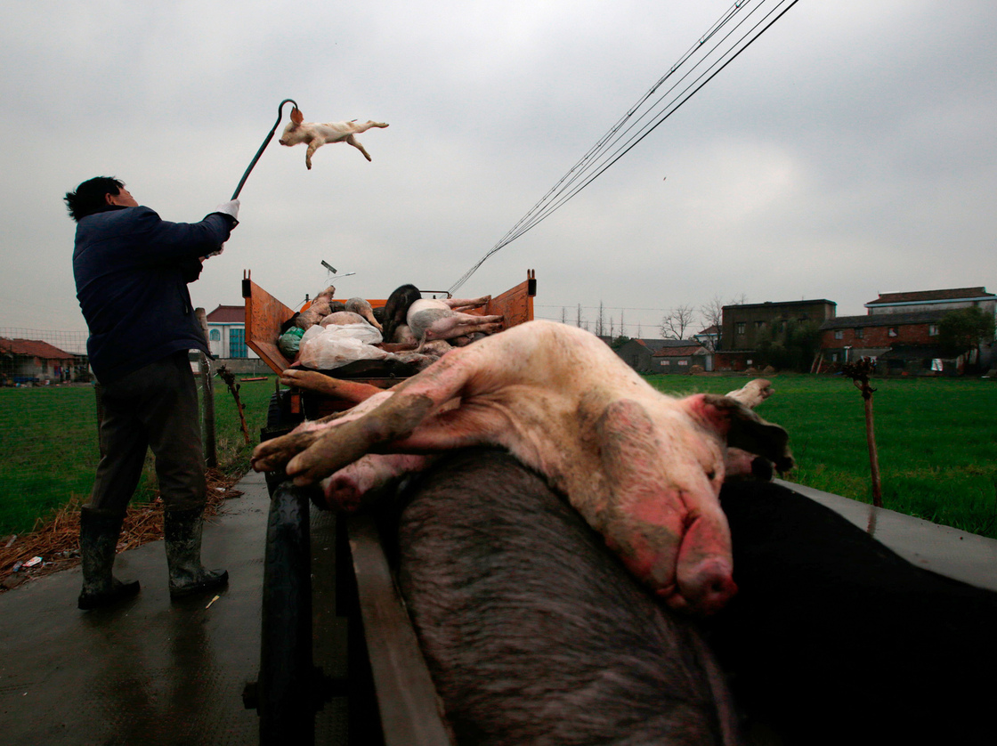 Villagers gather dead pigs in Jiaxing, in eastern China's Zhejiang province, on Wednesday. The number of dead pigs found in Shanghai's main river had doubled in two days to nearly 6,000, the government said. Photo: AFP/AFP/Getty Images