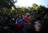 The best coffee comes from high altitudes with a warm climate like in Huehuetenango, Guatemala.