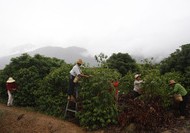 Farmers gather coffee beans in Yunnan province, China.