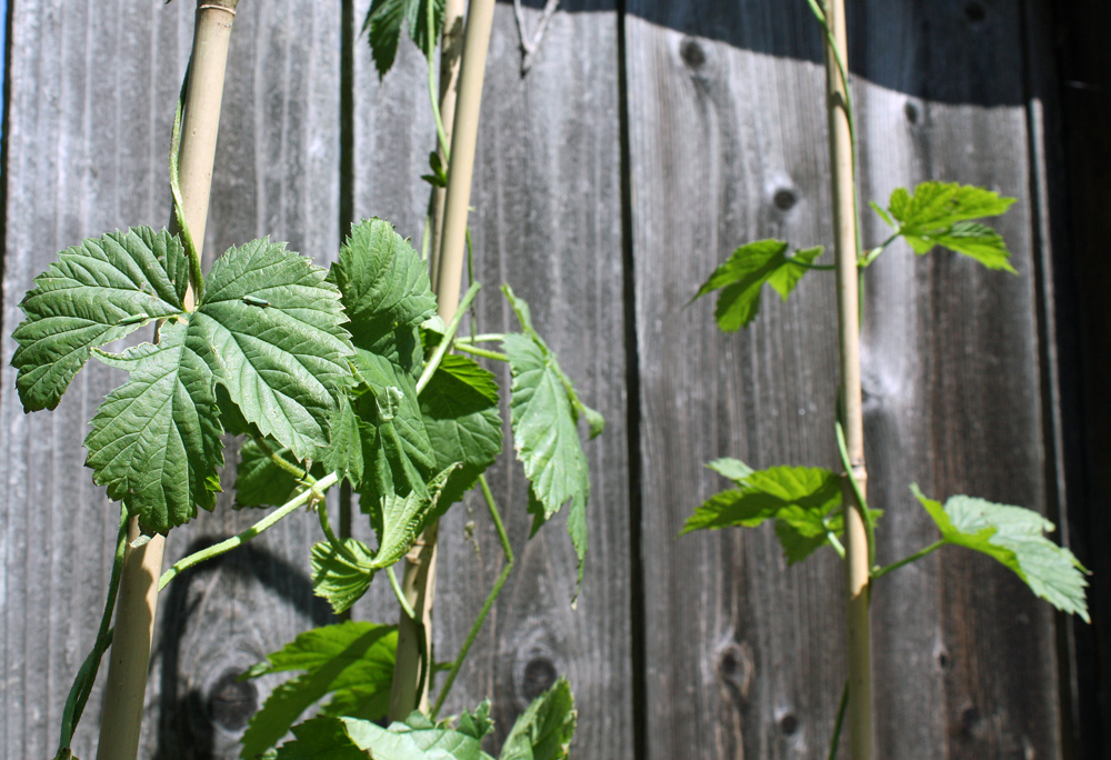Many Bay Area home brewers are trying their hands at growing their own hops. Photo credit: Tilde Herrera