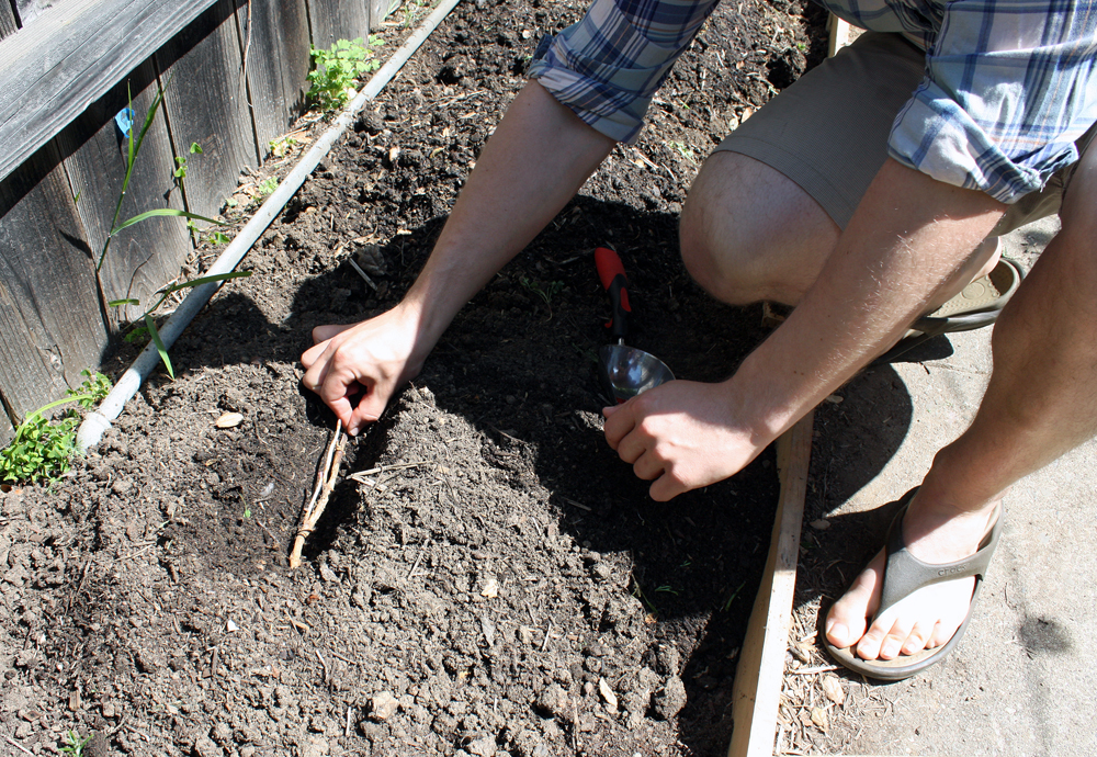 Sam Gilbert plants a Centennial hops rhizome between cilantro and rosemary plants, which will also be used in home-brewed beer.