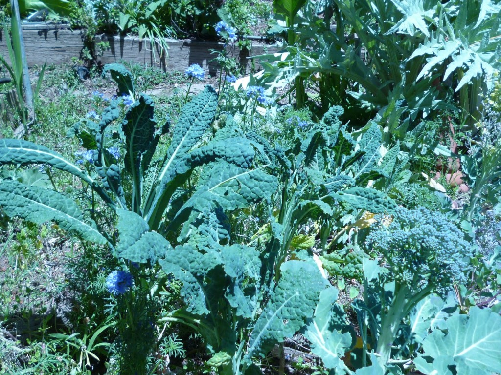 Kale, Broccoli, Artichoke, Blue Flowers