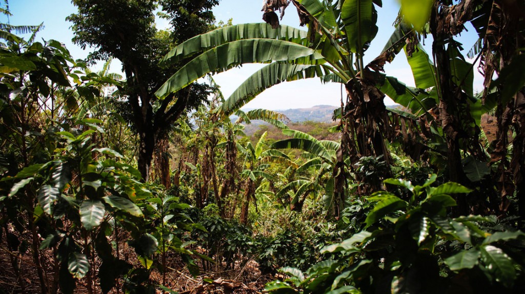 Luis Fernando Vasquez's coffee farm in Costa Rica. Vasquez says farmers have changed their methods in recent years. Where they once would cut down trees, he says, "now we are coming to understand that the tree plays a role" in a healthy coffee plant ecosystem. Photo: Dan Charles/NPR