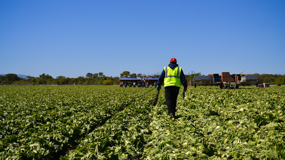 American farms like this iceberg lettuce field owned by Duda Farm Fresh Foods outside Salinas, Calif., are facing a dwindling supply of farmworkers from rural Mexico. Photo: Kirk Siegler/NPR