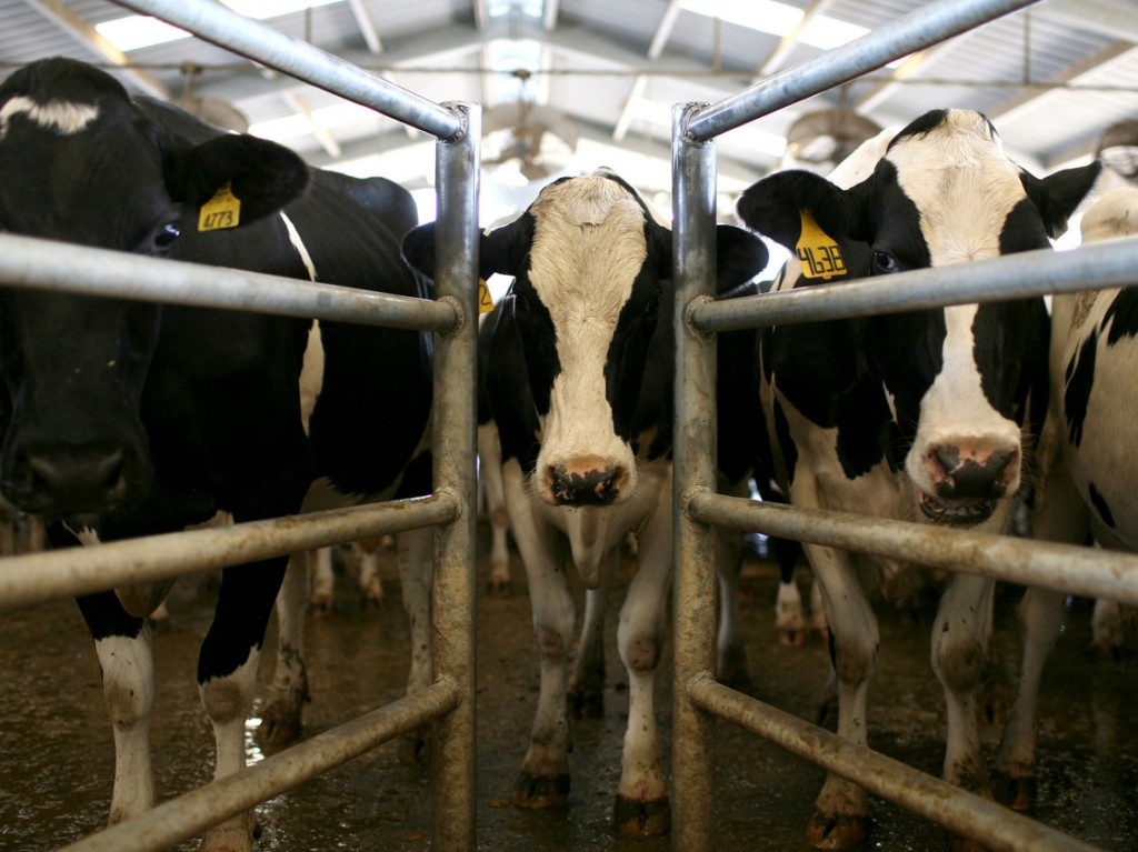 Cows wait to be milked at a California dairy farm. Photo: Justin Sullivan/Getty Images