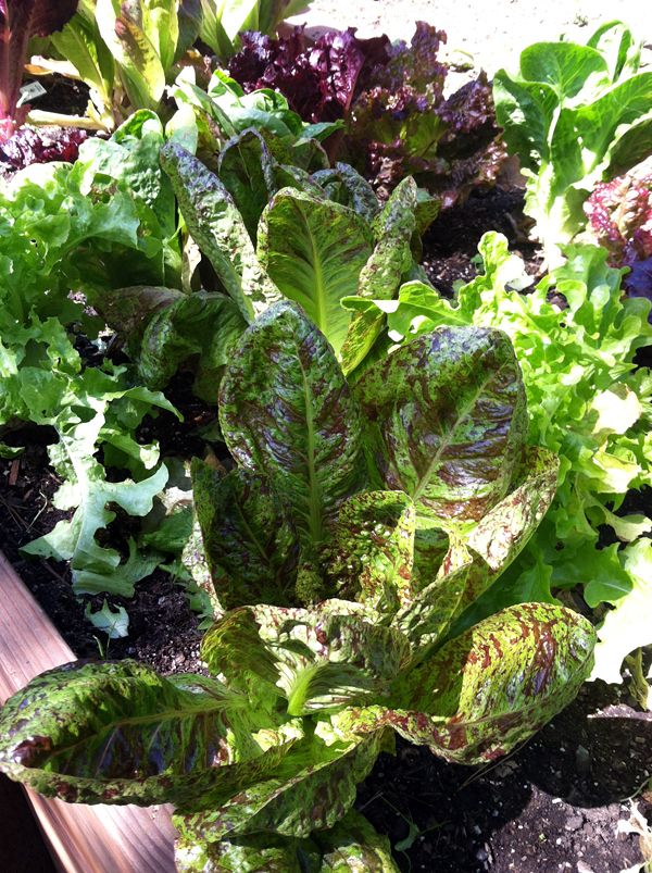 Lettuces like cool weather.