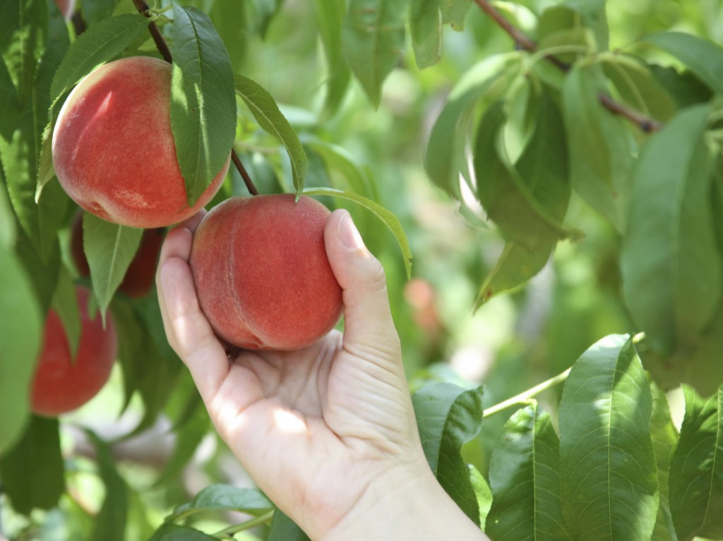 Falling Fruit tells you where you can pick peaches and other foods free for the taking around the world. Photo: istockphoto.com