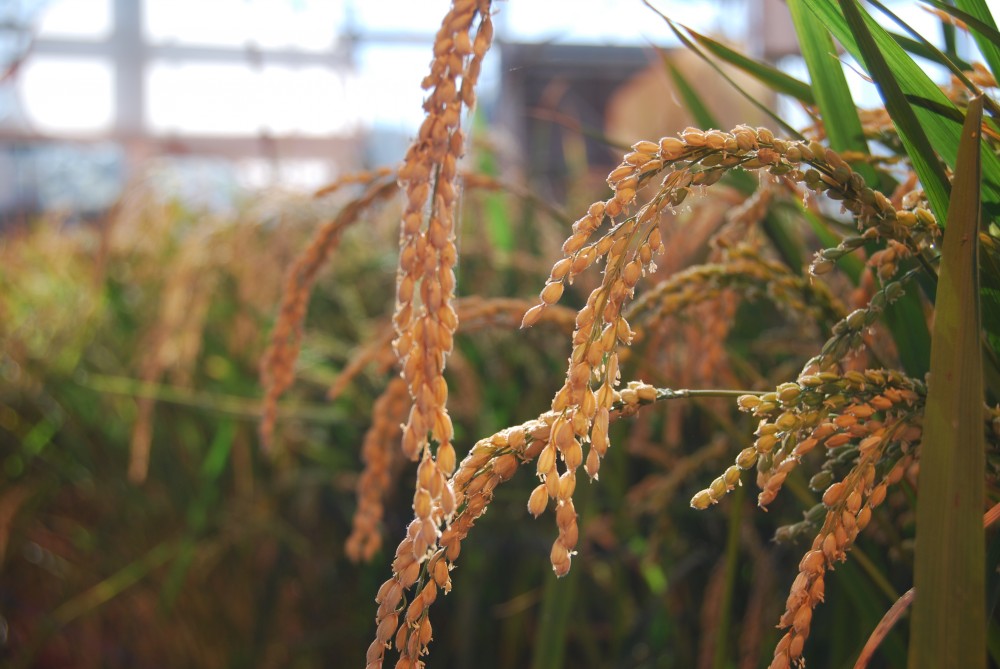 genetically engineered rice