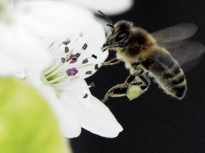 A bee collects nectar from a fruit tree in West Bath, Maine. The number of honeybees has now dwindled to the point where there may not be enough to pollinate some major U.S. crops. Photo: Pat Wellenbach/AP