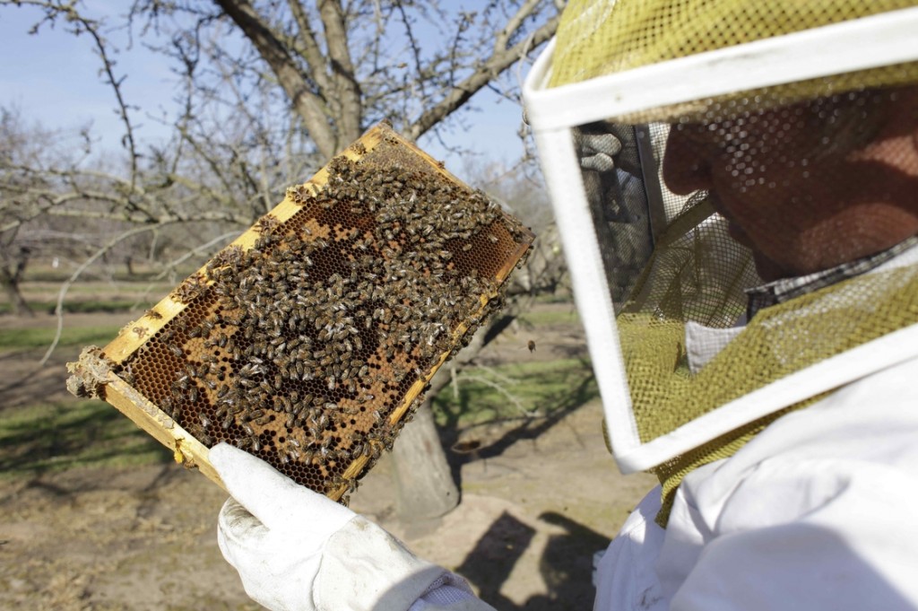 A bee inspector checks on a frame of bees to assess the colony strength near Turlock, Calif., in February. More than 30 percent of America's bee colonies died off over the winter. Photo: Gosia Wozniacka/AP