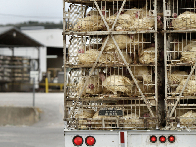 A truckload of live turkeys arrives at the Cargill plant in Springdale, Ark., Thursday, Aug. 4, 2011. Photo: Danny Johnston/AP