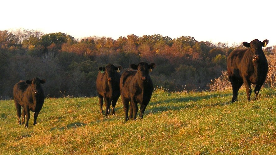 Heifers at Timber Ridge Cattle Co., an operation in Osceola, Iowa, that feeds some of its cattle flax seed. Photo: Courtesy of Timber Ridge Cattle Co.