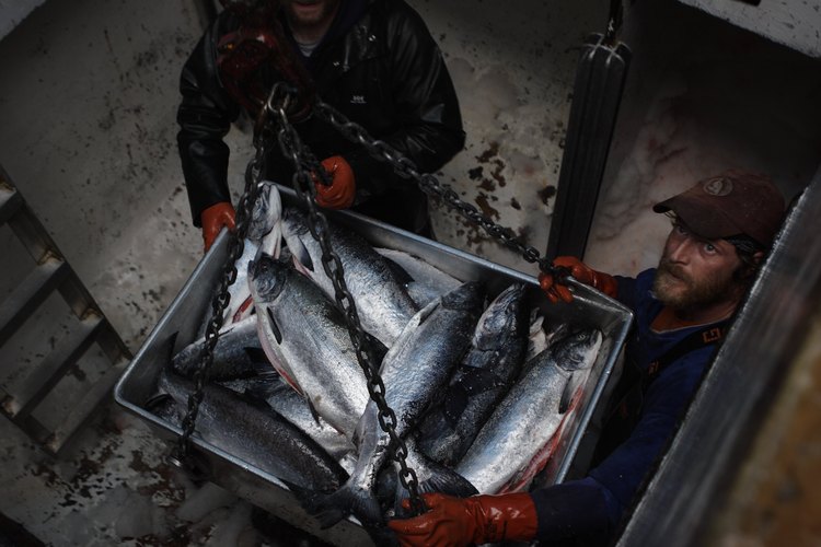 Crew members unload a catch of sockeye salmon at Craig, Alaska, in 2005. Researchers say fish are being found in new areas because of changing ocean temperatures. Photo: Melissa Farlow/National Geographic/Getty Images