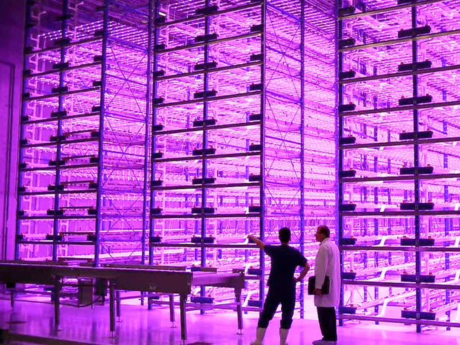This "pinkhouse" at Caliber Biotherapeutics in Bryan, Texas, grows 2.2 million plants under the glow of blue and red LEDs. Photo: Courtesy of Caliber Therapeutics