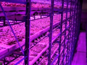 Plants at Caliber Biotherapeutics grow under blue and red LEDs, with wavelengths of light that match those that get absorbed by the photosynthetic machinery. Photo: Courtesy of Caliber Biotherapeutics 