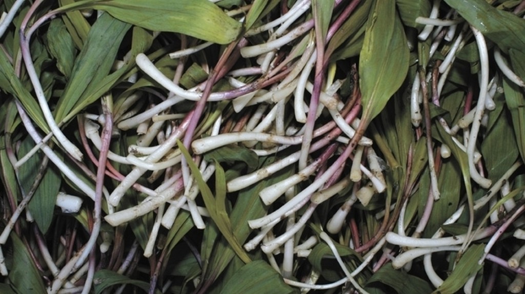 Ramps, or wild leeks, are a member of the lily family and resemble scallions with their wide leaves and small, white bulbs tinged a rusty red. Photo: John Blankenship/The Register-Herald