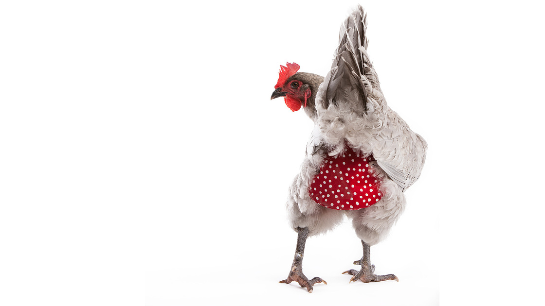 Clucking all the way to the bank: A hen models a polka-dot diaper from MyPetChicken.com, a multimillion-dollar business that sells everything from chicken caviar treats to day-old birds. Photo: <a href="http://www.mypetchicken.com/catalog/Diapers-and-Saddles/Chicken-Diaper-Free-shipping-p494.aspx#">MyPetChicken.com</a>
