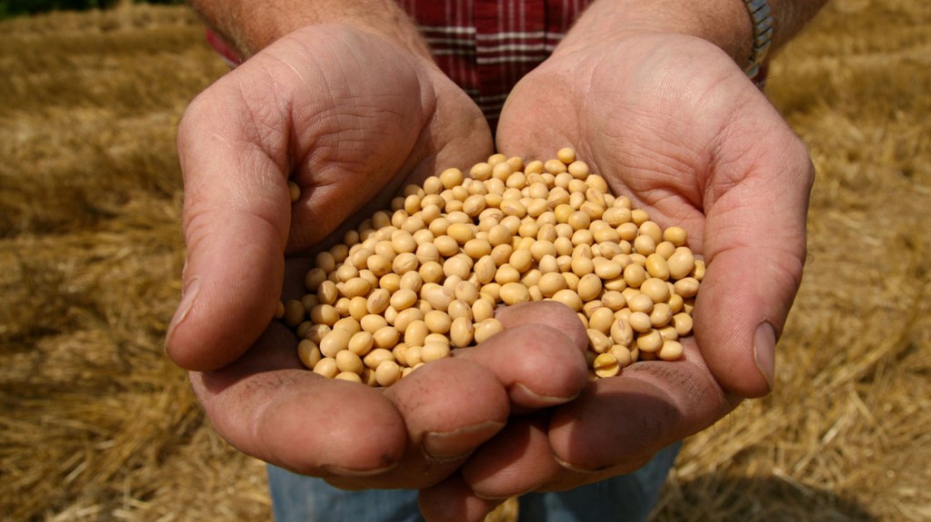 A farmer holds Monsanto's "Roundup Ready" soybean seeds at his family farm in Bunceton, Mo. Photo: Dan Gill/AP