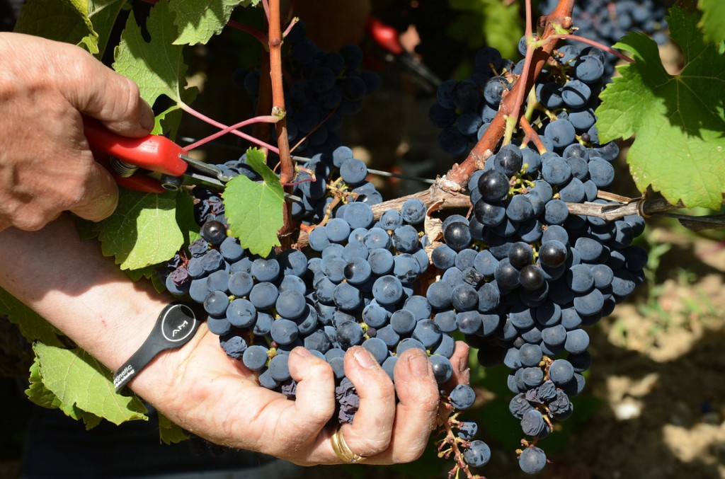A worker harvests cabernet sauvignon grapes at a vineyard near Bordeaux, France, in September. Photo: Caroline Blumberg/EPA/Landov