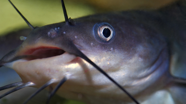 These funny mustachioed fish are at the center of a farm bill fight in the House and Senate. Photo: Sasha Radosavljevic/iStockphoto.com