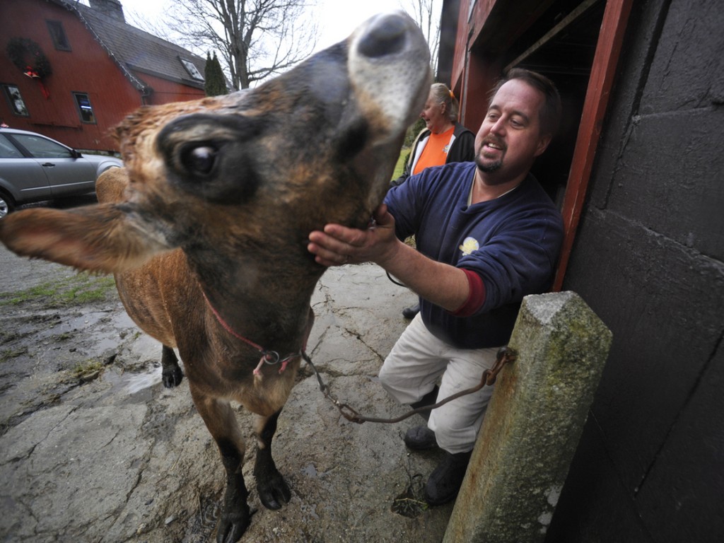 Dan Brown pets "Sprocket," his family's 4-year-old, sole milking cow, before hosing her down at his farm in Blue Hill, Maine. Brown has become the poster child for Maine's food sovereignty movement. Photo: John Clarke Russ/Bangor Daily News