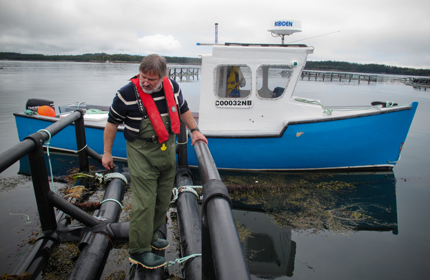 Thierry Chopin from the University of New Brunswick examines a raft that holds strings of seaweed. The seaweed grows around pens of farmed salmon and soaks up some of the nutrients that would otherwise pollute the Bay of Fundy. Photo: Richard Harris/NPR