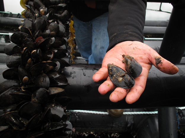 Mussels thrive on particles that come from fish waste. The mussels help clear the water and reduce the environmental impact of fish farms. Canada’s federal food agency has certified them as safe for human consumption. Photo: Richard Harris/NPR
