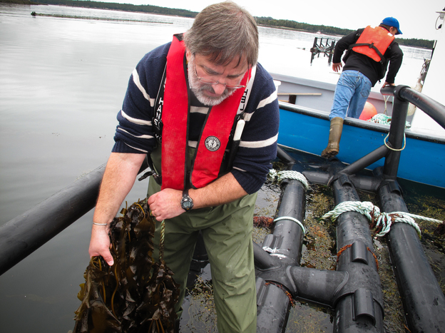 Thierry Chopin examines two type of seaweed being grown around Cooke Aquaculture's salmon farm. The company sells the seaweed as a specialty food and to a cosmetic company, which extracts natural compounds from it. Chopin is also experimenting with seaweed as a protein supplement for fish meal. Photo: Richard Harris/NPR