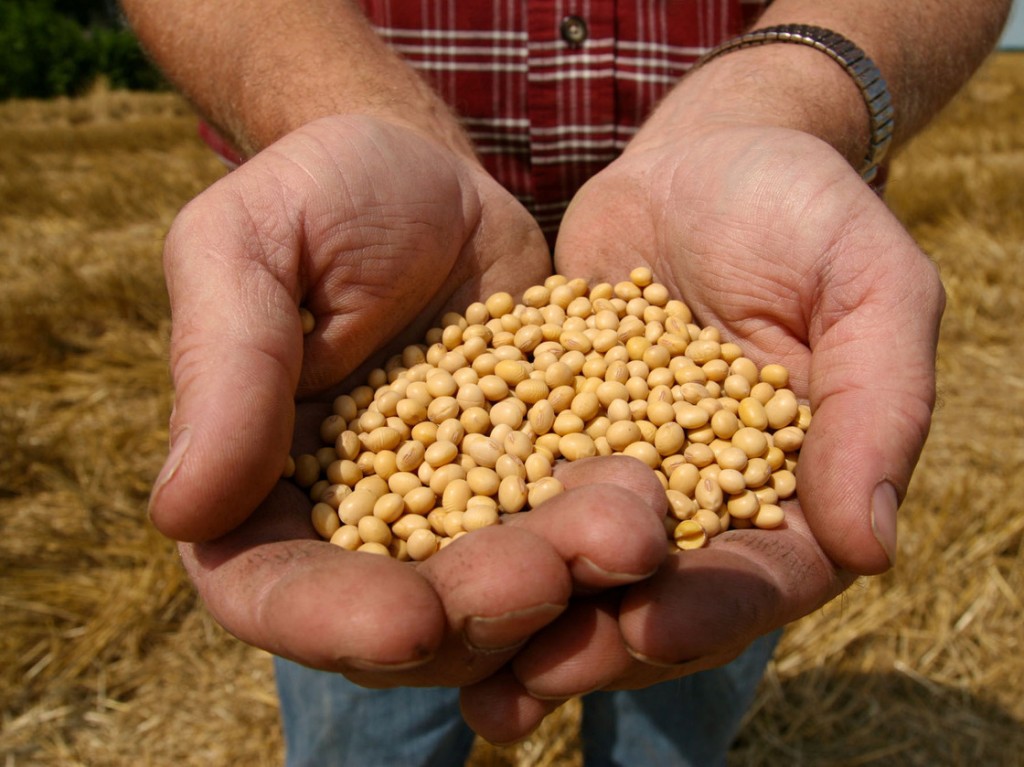 A farmer holds Monsanto's Roundup Ready soybean seeds at his family farm in Bunceton, Mo. Photo: Dan Gill/AP